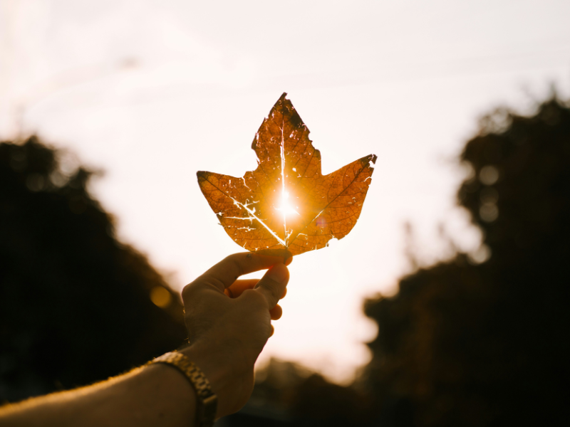 Laura Kauffman's Burning Bushes Everywhere, a book excerpt from The Meeting Place, shows a hand lifting a sunlit autumn leaf that glows like the biblical burning bush at golden hour.