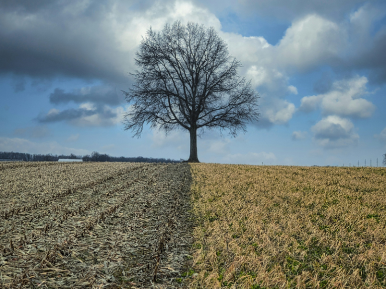 A bare tree stands alone between a harvested cornfield and dry grass beneath a cloudy sky, representing life and death, as Robert Kolb, author of We Too Shall Arise, explores recovering the lost Christian art of dying well.
